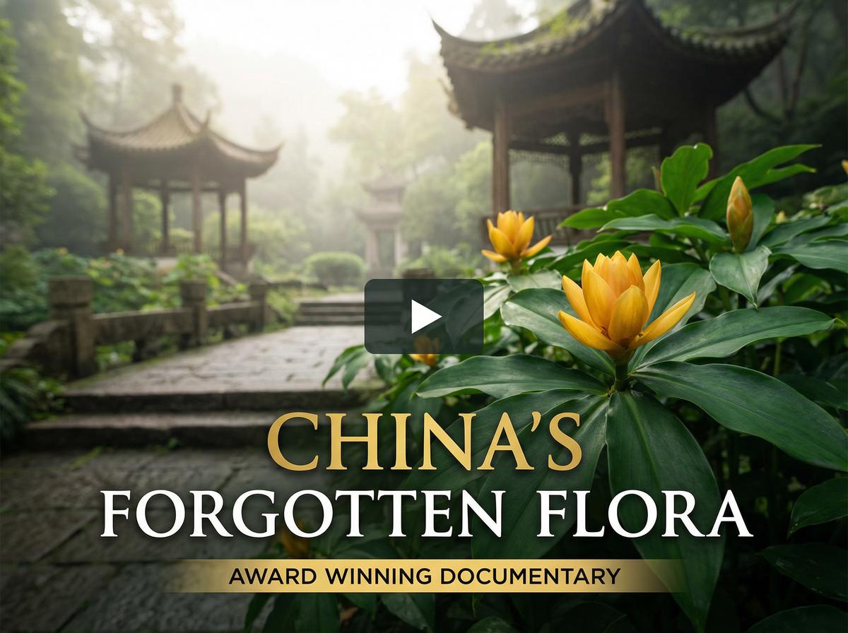 大象传媒获奖视频-中国消失的植物纪录片